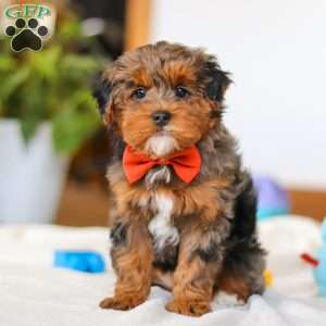 Jackson, Yorkie Poo Puppy